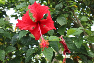 Close-up of red hibiscus on plant