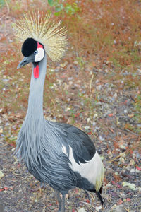 Close-up of bird on field