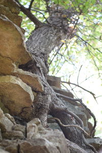 Low angle view of tree trunk
