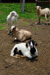 High angle view of sheep on field