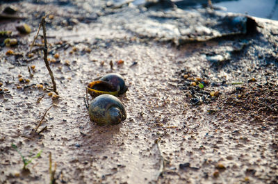 Close-up of turtle on ground