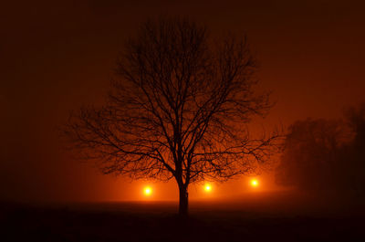 Silhouette bare tree at sunset