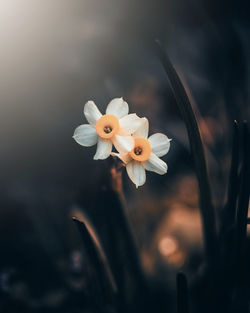 Close-up of white water lily