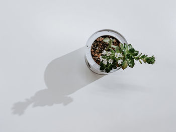 High angle view of potted plant on table against white background