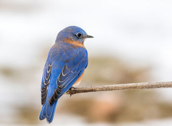 Close-up of bird perching on wood