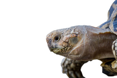 Close-up of turtle against white background