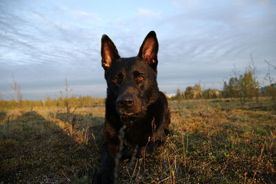 Portrait of a dog on field