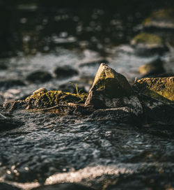 Close-up of log on rock in forest