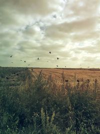 Birds flying over landscape