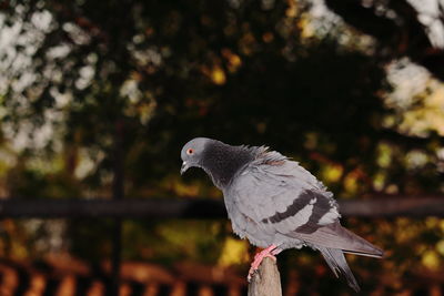 Close-up of pigeon perching