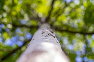 Low angle view of tree against sky