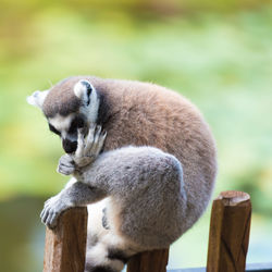 Close-up of lemur sitting on fence