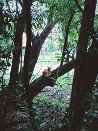 View of a tree