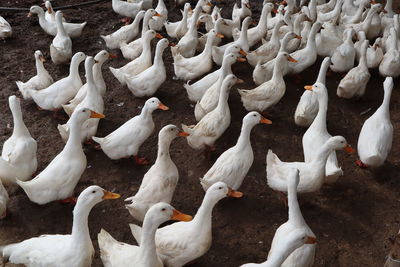 High angle view of birds in water