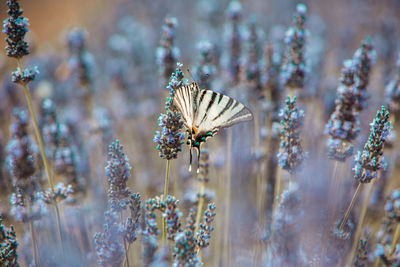 Close-up of butterfly pollinating on flower