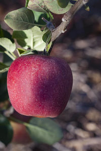 Close-up of strawberry growing on tree