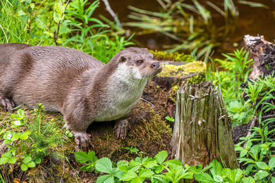 Close-up of a squirrel on field