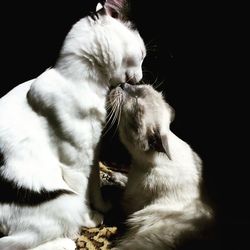 Cat looking away