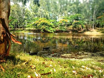 Scenic view of lake in forest