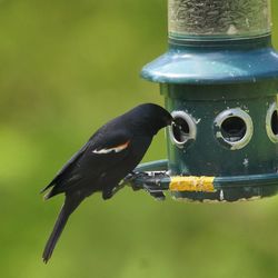 Close-up of bird perching on feeder