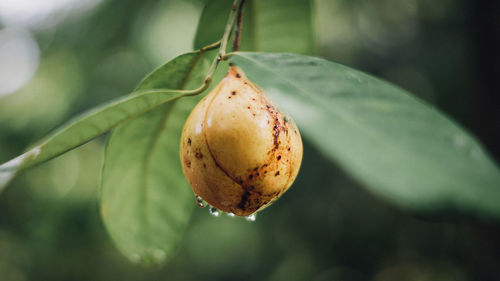 Close-up of fruit on plant