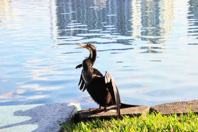 Bird perched by lake