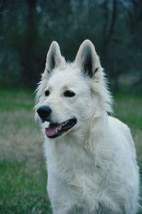 Close-up of dog looking away