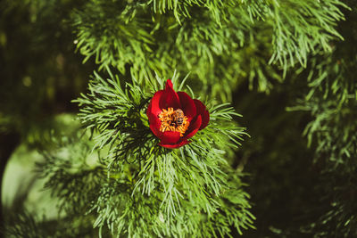 plant