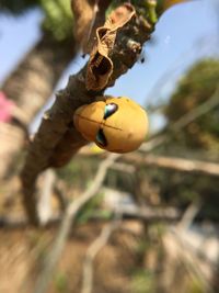 Close-up of fruits on tree