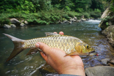 Close-up of hand holding fish in water