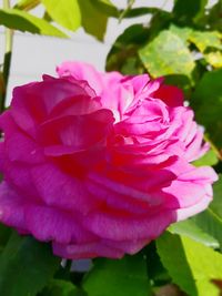 Close-up of pink rose