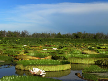 Scenic view of lake against sky