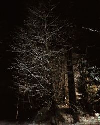 Low angle view of bare trees in forest at night