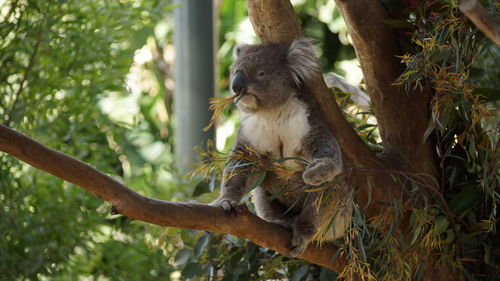 Monkey sitting in a forest