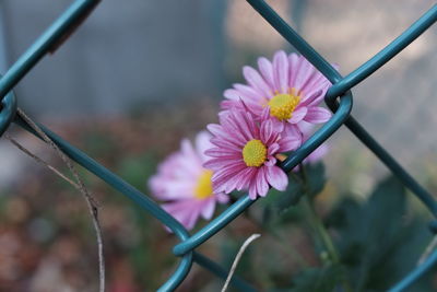 Close-up of flowers against blurred background