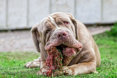 Close-up of dog on grass