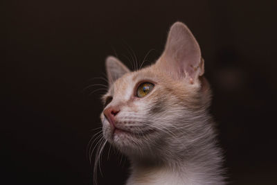 Close-up of cat looking away against black background