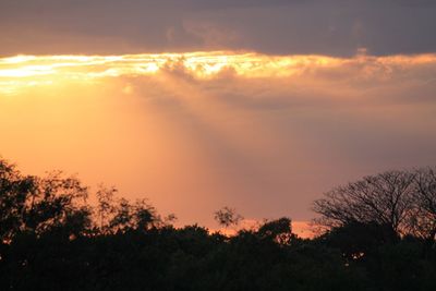 Low angle view of silhouette trees against dramatic sky