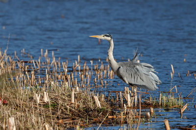 High angle view of gray heron at lakeshore