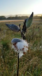 Bird perching on field against sky