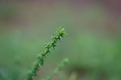 Close-up of plant