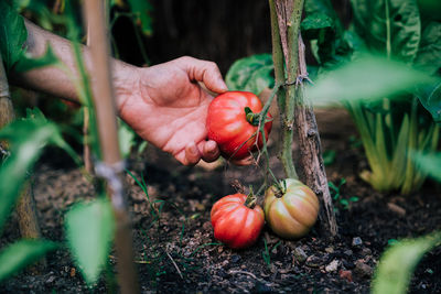 Close-up of hand tomatoes growing on land