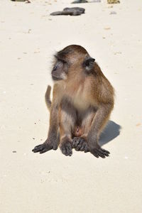 Monkey sitting outdoors