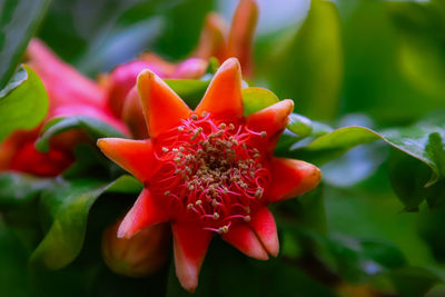 Close-up of red flower