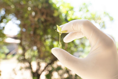 Close-up of hand holding plant