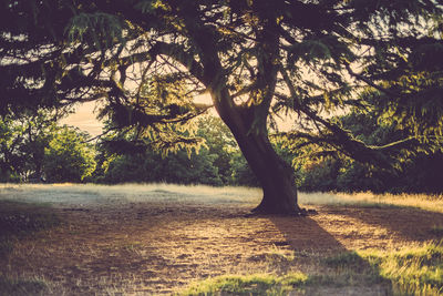 Bare trees on grassy field