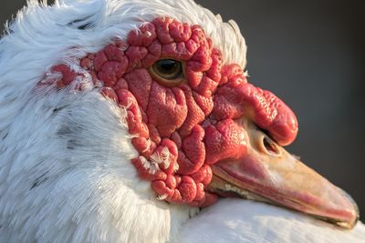 Muscovy duck on pond