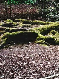 Plants growing on field