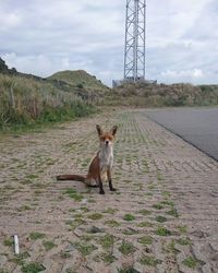 Dog on grassy field against sky