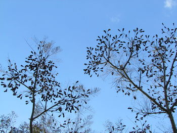 Low angle view of flower tree against clear blue sky